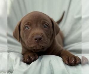 Labrador Retriever-Unknown Mix Dogs for adoption in San Diego, CA, USA