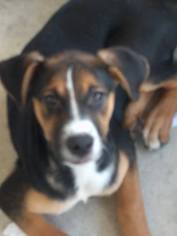 Medium Photo #1 Doberman Pinscher-Unknown Mix Puppy For Sale in Von Ormy, TX, USA