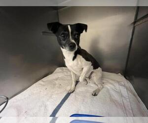 Chihuahua Dogs for adoption in Moreno Valley, CA, USA