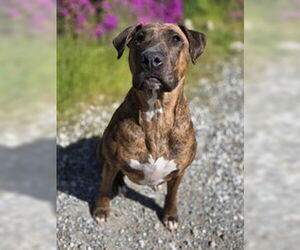 Boxer Dogs for adoption in Salinas, CA, USA