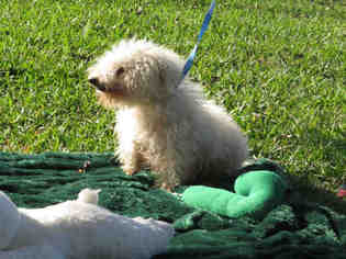 Poodle (Toy) Dogs for adoption in Pearland, TX, USA