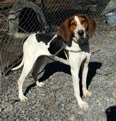 Treeing Walker Coonhound Dogs for adoption in Albemarle, NC, USA