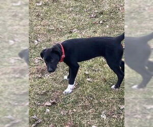 Sheprador Dogs for adoption in Stover, MO, USA