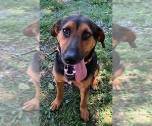 Black and Tan Coonhound Dogs for adoption in Rustburg, VA, USA