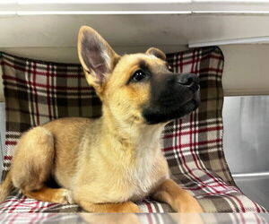 German Shepherd Dog-Unknown Mix Dogs for adoption in HESPERIA, CA, USA