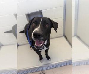 Labrador Retriever-Unknown Mix Dogs for adoption in Mobile, AL, USA