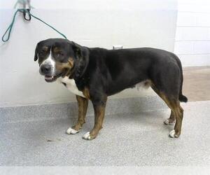 American Pit Bull Terrier-Unknown Mix Dogs for adoption in Pasadena, TX, USA