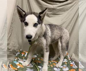 - Mix Dogs for adoption in Modesto, CA, USA