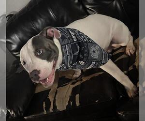 Rotterman Dogs for adoption in San Antonio, TX, USA