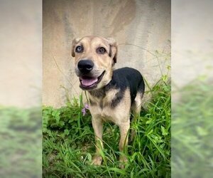 German Shepherd Dog-Huskies  Mix Dogs for adoption in Pleasanton, TX, USA