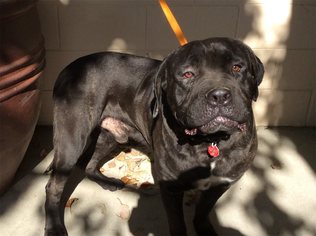Bullmastiff Dogs for adoption in pomona, CA, USA