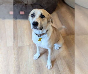 Labrador Retriever-Unknown Mix Dogs for adoption in Sandy, UT, USA
