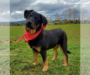 Labrottie Dogs for adoption in Fresno, CA, USA