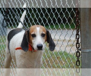 Medium Photo #1 American Foxhound Puppy For Sale in Rowayton, CT, USA