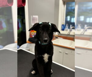 Borador Dogs for adoption in Coralville, IA, USA