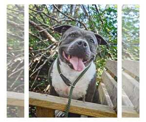 Mutt Dogs for adoption in Greenville, SC, USA