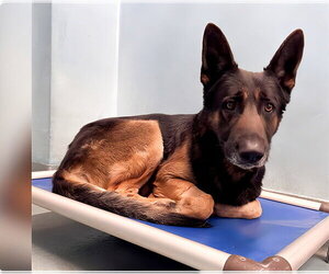 German Shepherd Dog Dogs for adoption in Pasadena, CA, USA