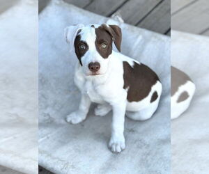 Mutt Dogs for adoption in Sandy, UT, USA