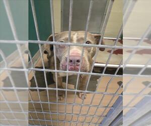 Mutt Dogs for adoption in Texas City, TX, USA