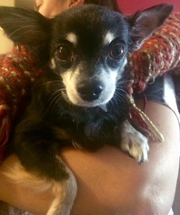 Medium Photo #1 Chihuahua Puppy For Sale in Granade Hills, CA, USA