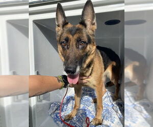 German Shepherd Dog Dogs for adoption in Sanford, FL, USA
