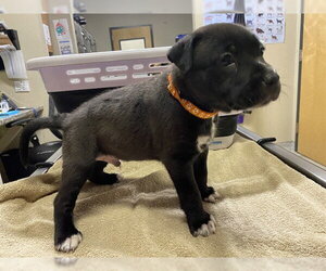 Staffordshire Bull Terrier Dogs for adoption in Modesto, CA, USA