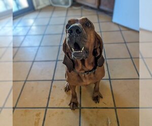 Bloodhound Dogs for adoption in Vail, AZ, USA