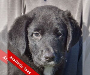 German Shepherd Dog-Unknown Mix Dogs for adoption in Huntley, IL, USA