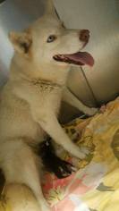 Siberian Husky Dogs for adoption in Rockaway, NJ, USA