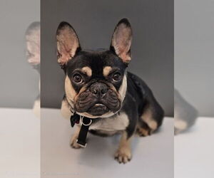 French Bulldog Dogs for adoption in Lake elsinore, CA, USA