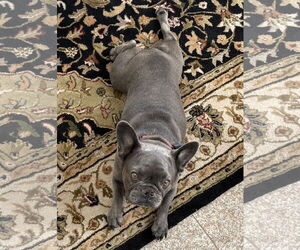 French Bulldog Dogs for adoption in Santa Clarita, CA, USA