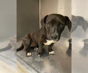 Basset Hound-Labrador Retriever Mix Dogs for adoption in Riverside, CA, USA