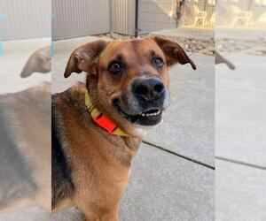 German Shepherd Dog-Unknown Mix Dogs for adoption in Sacramento, CA, USA