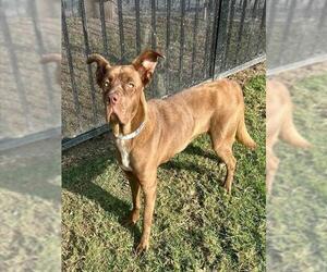 Mutt Dogs for adoption in Riverside, CA, USA