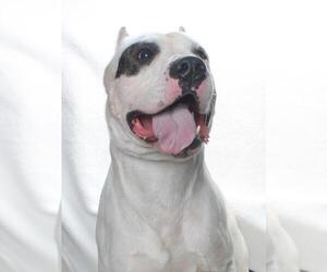 Argentinian Mastiff Dogs for adoption in Burbank, CA, USA