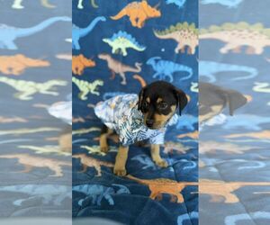 Rottweiler-Unknown Mix Dogs for adoption in NYC, NY, USA