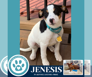 Mutt Dogs for adoption in Kimberton, PA, USA