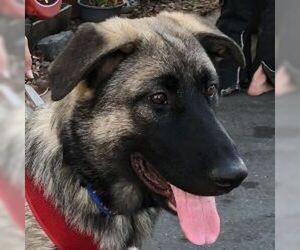 German Shepherd Dog-Unknown Mix Dogs for adoption in Cupertino, CA, USA