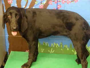 Medium Photo #1 Bloodhound Puppy For Sale in Waco, TX, USA