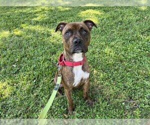 Bullboxer Pit Dogs for adoption in Vero Beach, FL, USA