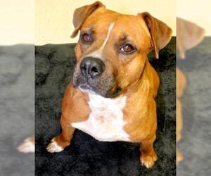 Boxer Dogs for adoption in San Angelo, TX, USA