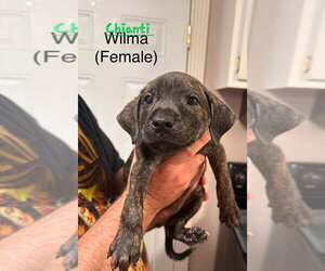 Mutt Dogs for adoption in Evansville, IN, USA