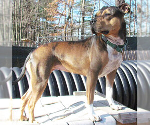 Rottweiler-American Pit Bull Terrier Dogs for adoption in Armonk, NY, USA