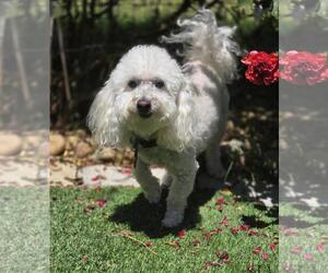 Bichon Frise Dogs for adoption in Davis, CA, USA