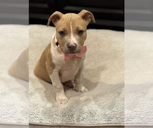 Mutt Dogs for adoption in Rockaway, NJ, USA