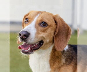 Mutt Dogs for adoption in Canton, CT, USA