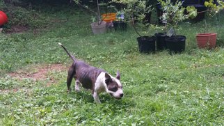Medium Photo #1 American Staffordshire Terrier-Unknown Mix Puppy For Sale in Spotsylvania, VA, USA