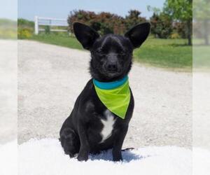 Chi-Corgi Dogs for adoption in Carrollton, TX, USA