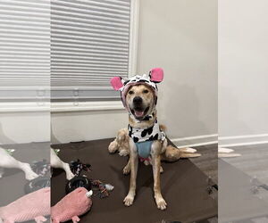 Retriever -Unknown Mix Dogs for adoption in Virginia Beach, VA, USA