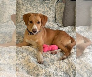 English Springer Spaniel-Retriever  Mix Dogs for adoption in Chester, NJ, USA